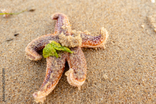 dancing starfish with sea grass on the sandy beach