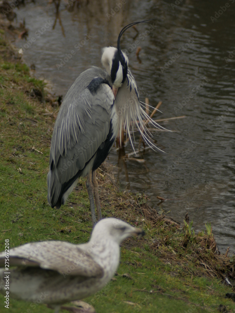 Naklejka premium Heron and seagull 2