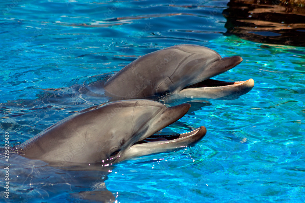 Two dolphin