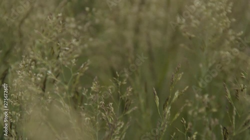 Camera moving over plants with a shallow depth of field. The shot starts of out of focus, but is in focus fast. photo