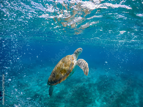   Swimming with Turtles Views around the small Caribbean Island of Curacao © Gail Johnson