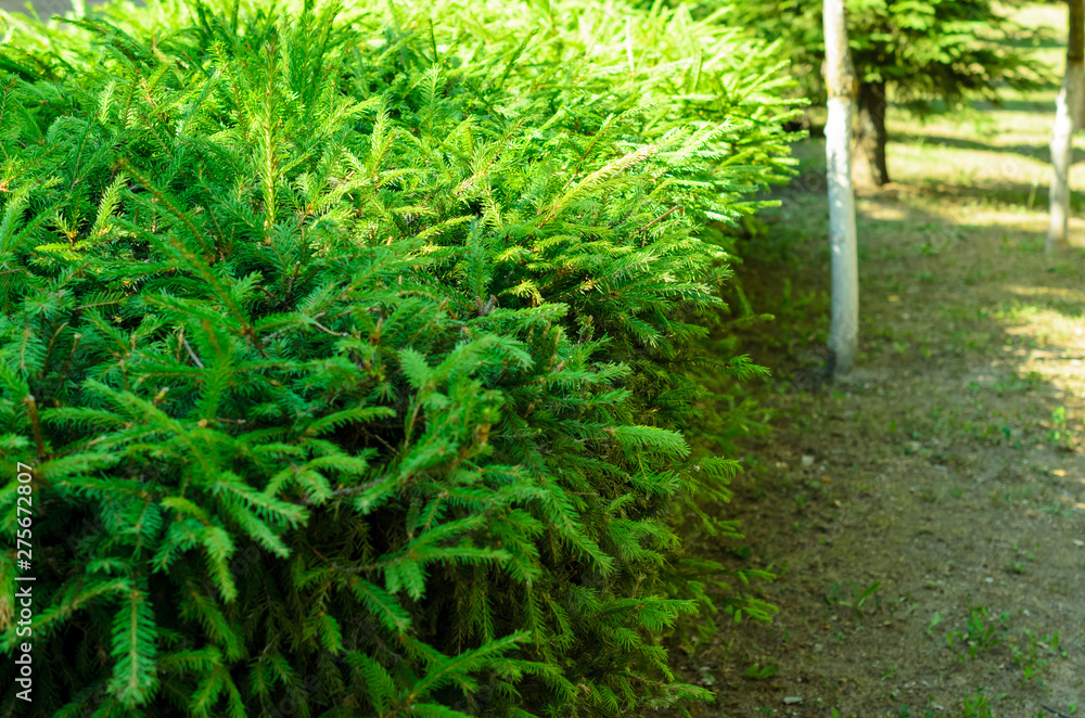Obraz premium Beautiful green area with shade trees in a city park.