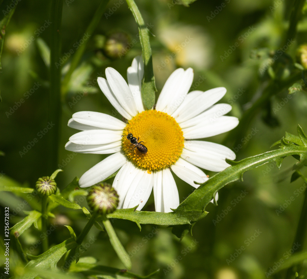 Fototapeta premium A Carpenter Ant on a Wild Daisy 