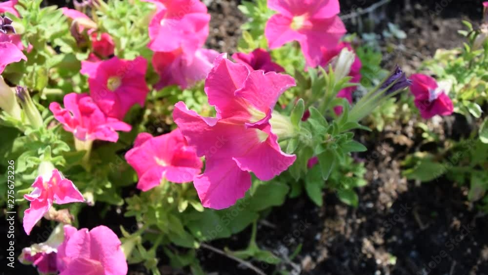 Beautiful pink flowers. Plants in nature. Beautiful pink flowers. Plants in nature.