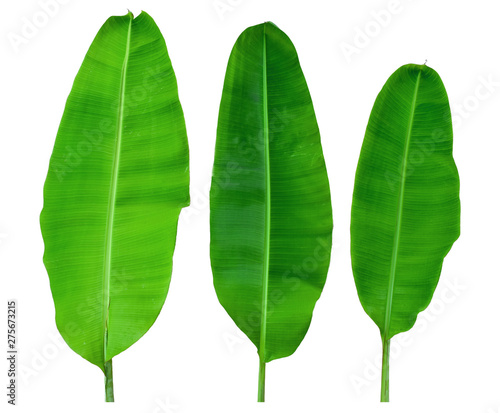 Banana leaf three banana leaves completely separated from the white background