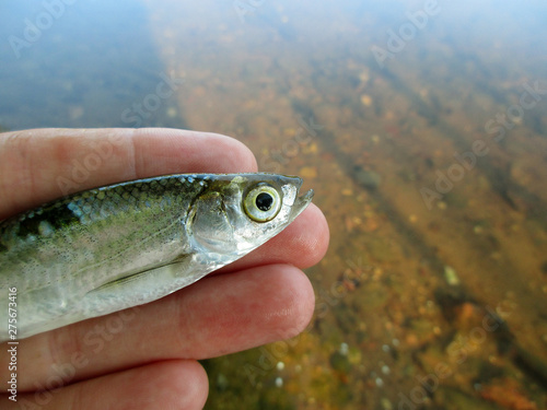 Fototapeta Naklejka Na Ścianę i Meble -  The photo shows a small fish caught in the river during the day