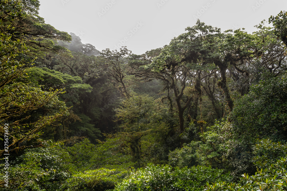 Wide angle view of the jungle from a canopy bridge