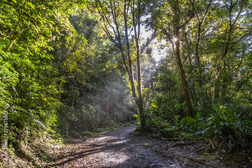 Jungle floor path with sunrays breaking through the trees