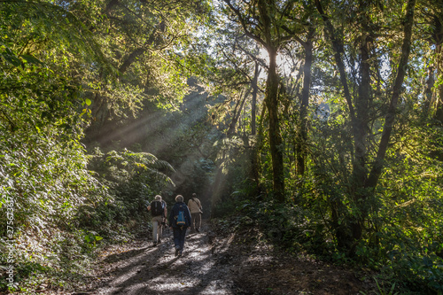 Hikers on jungle path with sunray's breaking through the trees