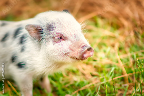 A closeup of a Juliana pig.