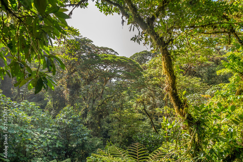 Dense jungle vegetation as seen from a canopy bridge