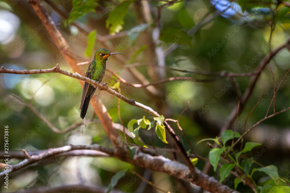 Bright green hummingbird perched on a tree limb Bright green hummingbird perched on a tree limb