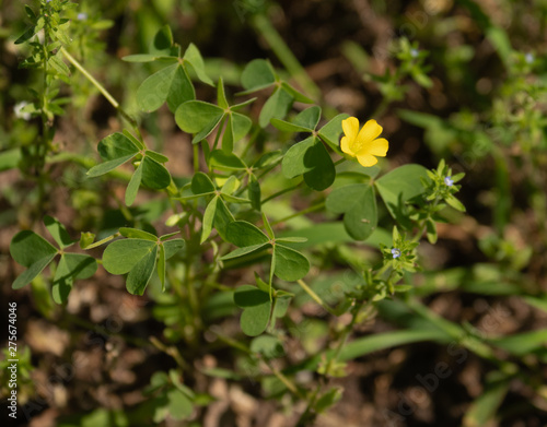 yellow flower in the garden