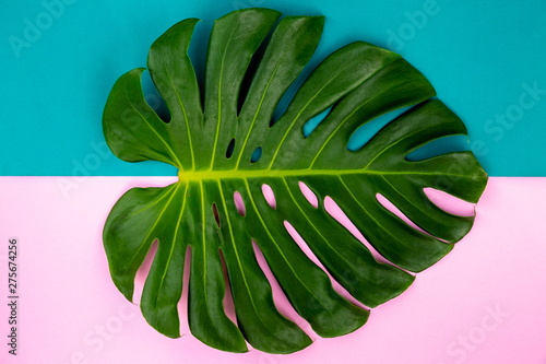Close Up Top View Texture Philodendron Split Green Leaf Monstera deliciosa Foliage . Tropical Rainforest Plant on Minimal Pastel Green and Pink Colour Background .
