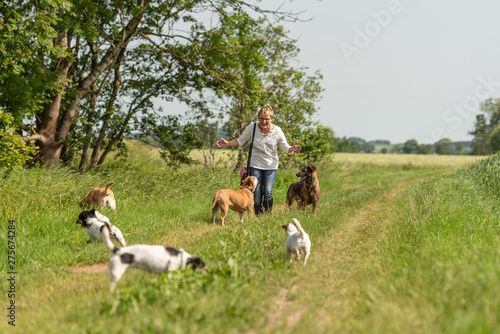 Dog sitter is walking  with many dogs on a leash. Dog walker with different dog breeds in the beautiful nature