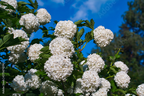 White flowers of viburnum against the  clear sky