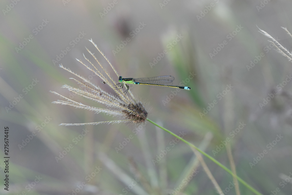 demoiselle sur brindille demoiselle sur brindille