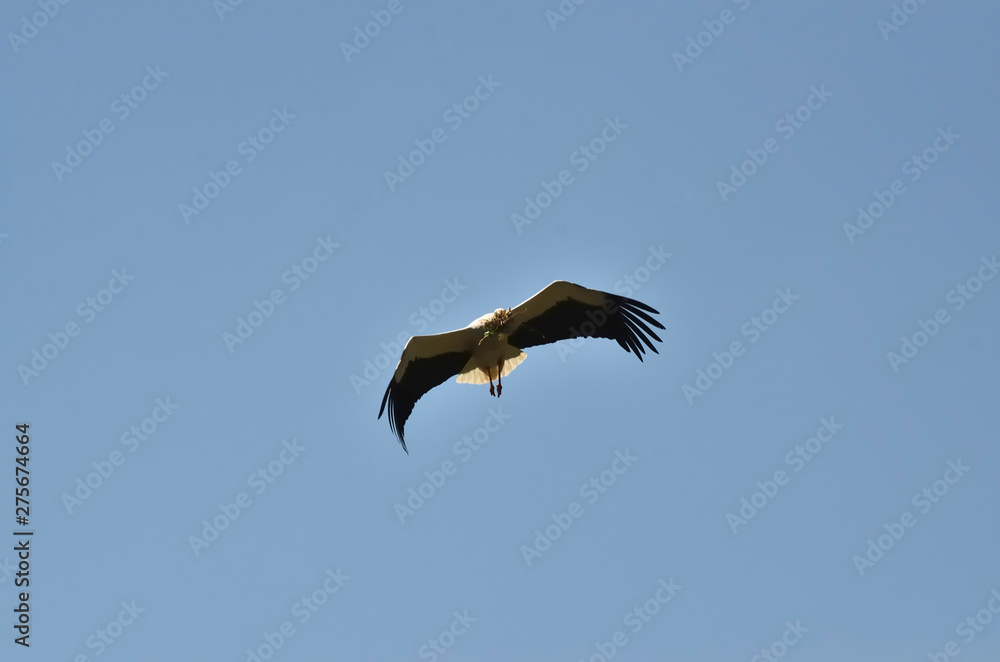 Fototapeta premium Storch mit Futter im Anflug zum Nest, Donauwörth