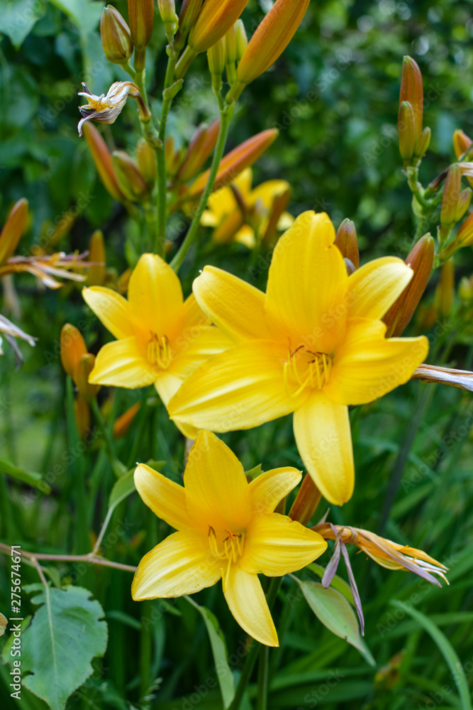Great yellow lily flowers on green background