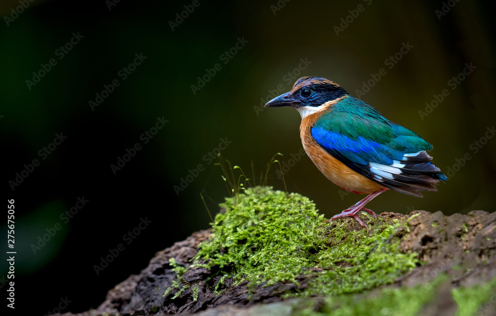 Blue-winged Pitta standing on a timber with moss.