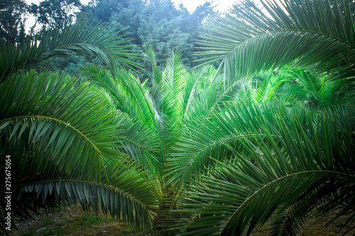 Fresh green palm tree leaves. Summer background. © sergofan2015