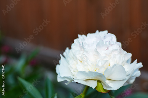White peony flower on brown background