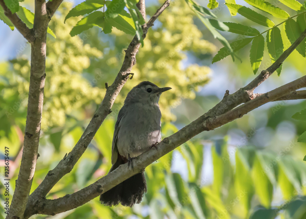 catbird in a tree 