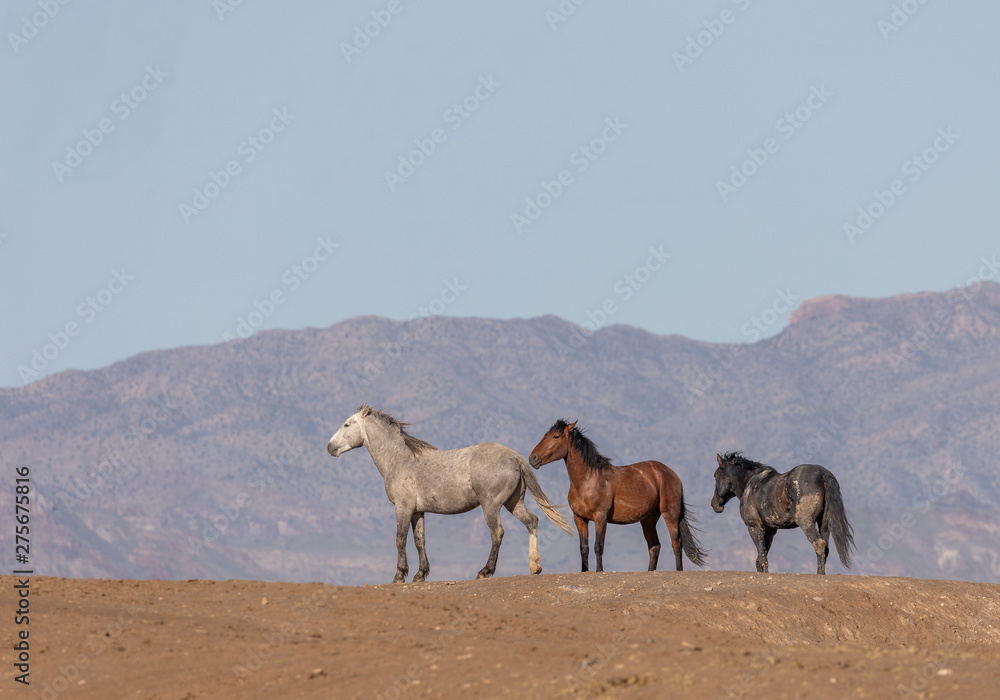 Beautiful Wild Horses In Spring in Utah Beautiful Wild Horses In Spring in Utah