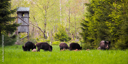 Billede på lærred Wild boar group