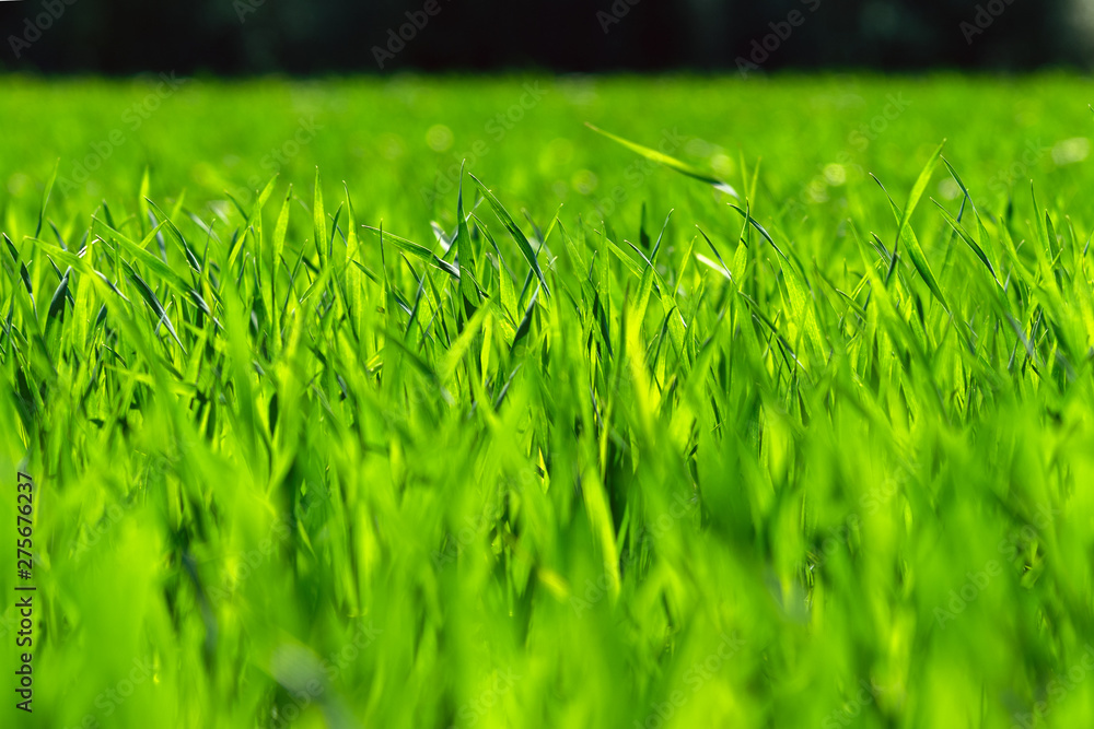 Fototapeta premium Green new wheat in agricultural field.