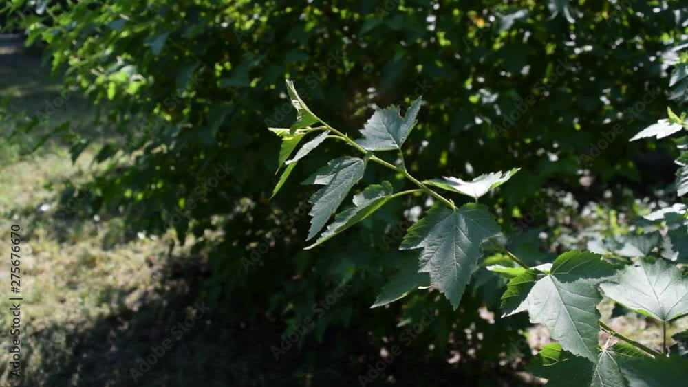 Lots of dark green foliage in the wind in motion. Lots of dark green foliage in the wind in motion.