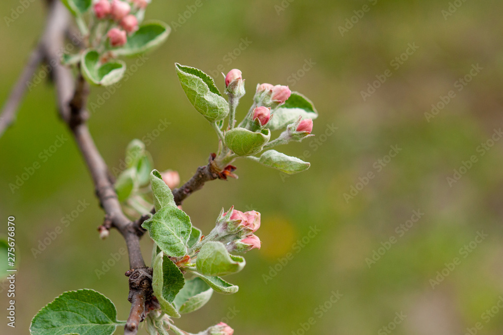 Branch of a flowering Apple tree on a green background. Pink inflorescences close-up Branch of a flowering Apple tree on a green background. Pink inflorescences close-up