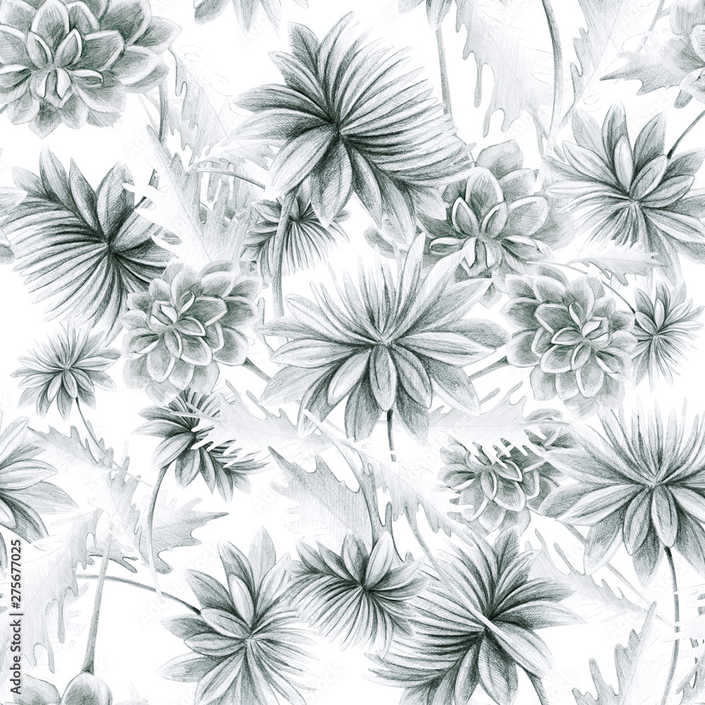 Summer, autumn flower chrysanthemum, field, garden beautiful plants, hand draws with a pencil, ink. Large chrysanthemums. Isolated background. Flowers in vintage style. Design for wallpaper, textiles