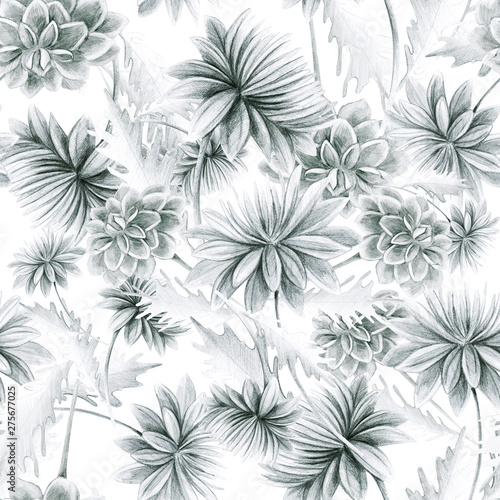 Summer  autumn flower chrysanthemum  field  garden beautiful plants  hand draws with a pencil  ink. Large chrysanthemums. Isolated background. Flowers in vintage style. Design for wallpaper  textiles
