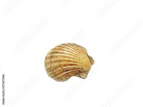 sea shell on white background