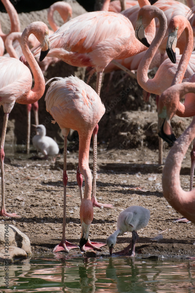 Grupo de flamencos rosas criando a sus pollos Grupo de flamencos rosas criando a sus pollos