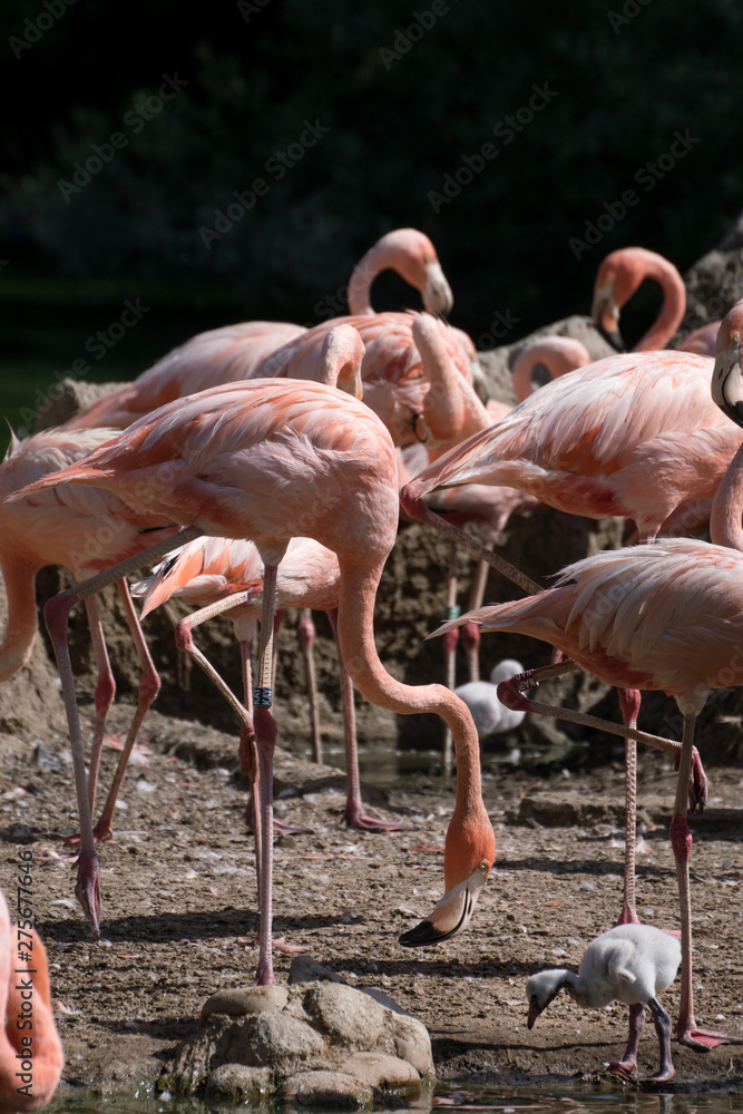 Grupo de flamencos rosas criando a sus pollos Grupo de flamencos rosas criando a sus pollos