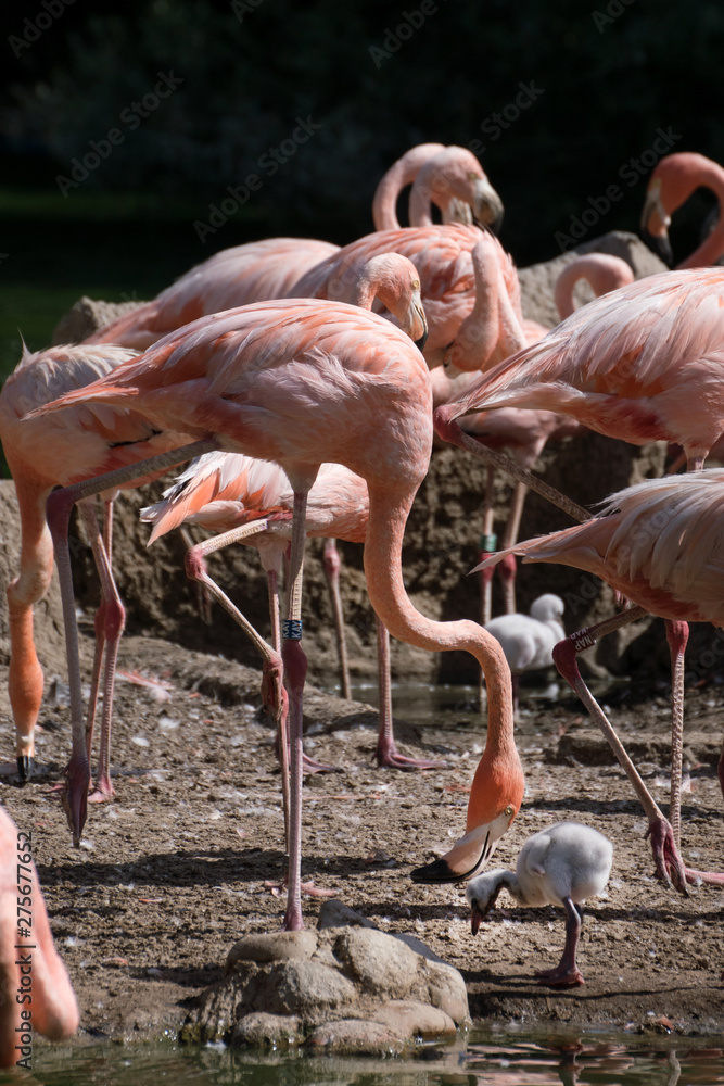 Grupo de flamencos rosas criando a sus pollos Grupo de flamencos rosas criando a sus pollos