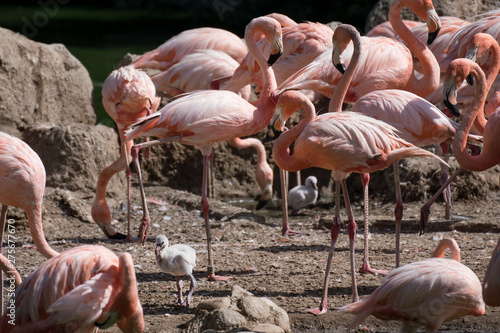 Grupo de flamencos rosas criando a sus pollos