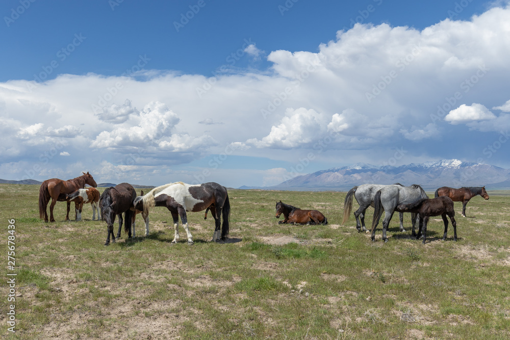 Beautiful Wild Horses In Spring in Utah