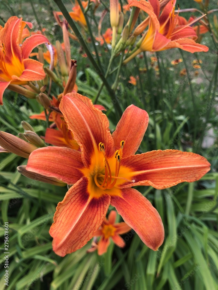 orange lily in garden orange lily in garden
