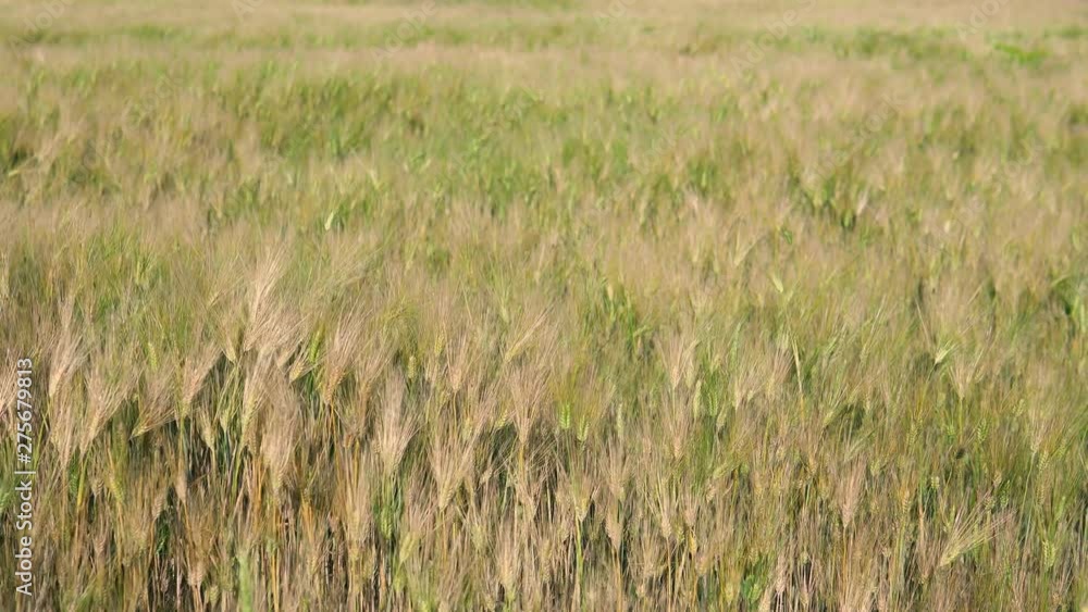 Wheat crop field Sunset Landscape Wheat crop field Sunset Landscape