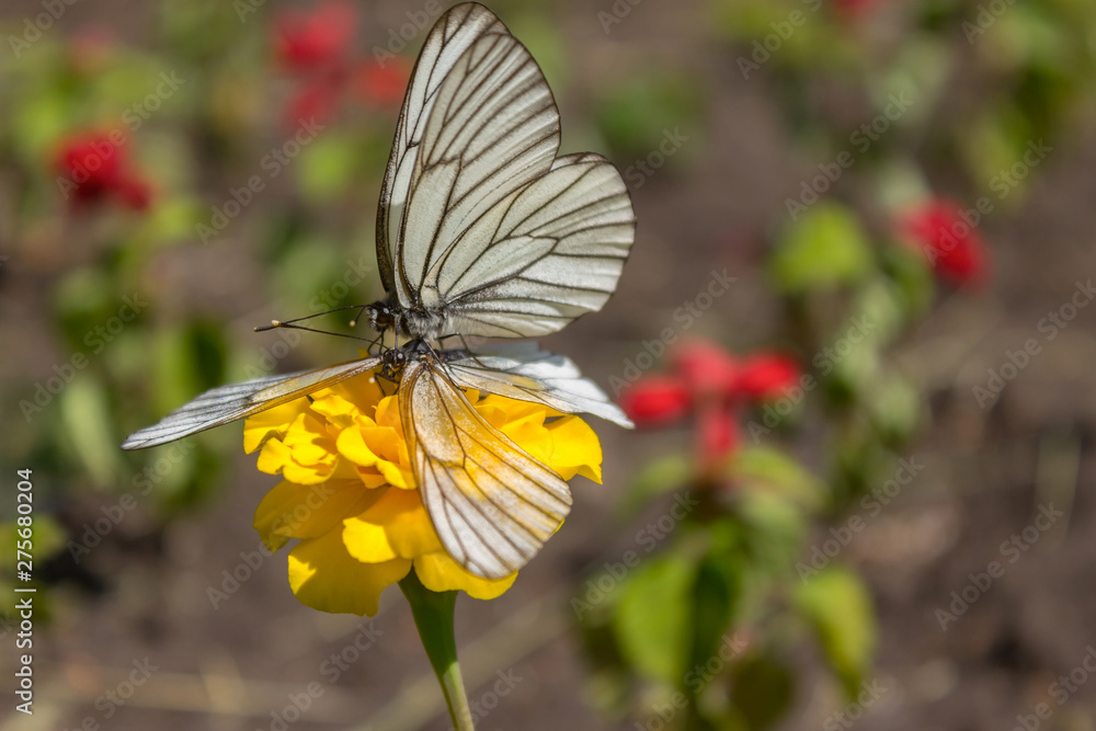 Obraz premium White butterflies mate in spring on a yellow flower in the park. Insect mating at close range