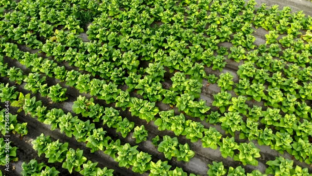 Drone shots of a tobacco field in eastern North Carolina. Drone shots of a tobacco field in eastern North Carolina.
