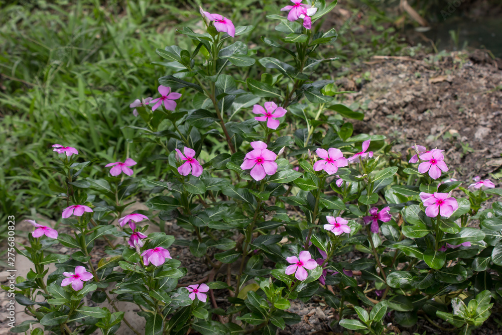 Fototapeta premium Pink Catharanthus roseus flower