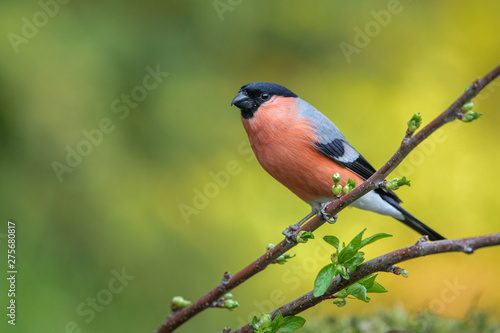 Eurasian Bullfinch perched on branch