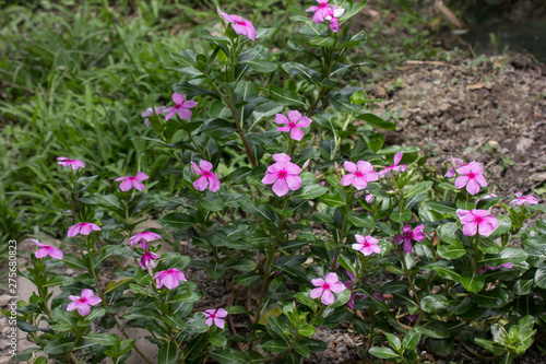  Pink Catharanthus roseus flower