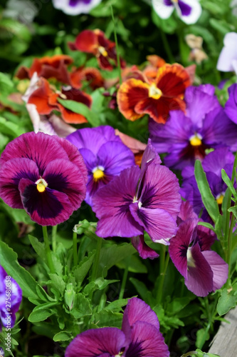 Multicolored pansies on the flower bed on a sunny day