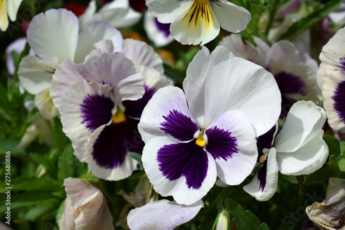 White and purple pansies are blooming on the flower bed