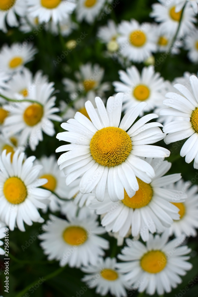 Beautiful white garden chamomiles on the flower bed